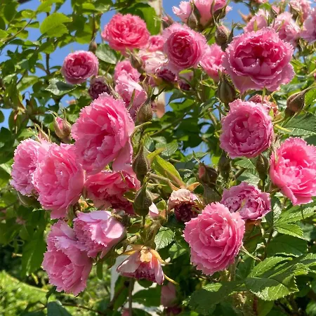 La Casa Blu Di Monasteto