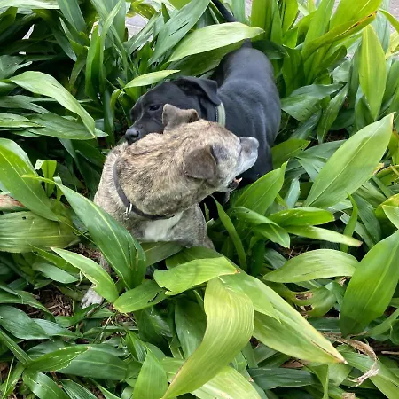 La Casa Blu Di Monasteto فندق مبيت وإفطار 3*