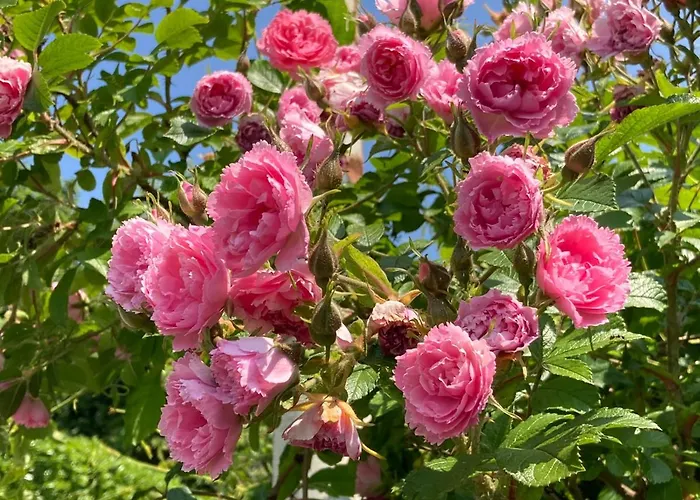 La Casa Blu Di Monasteto